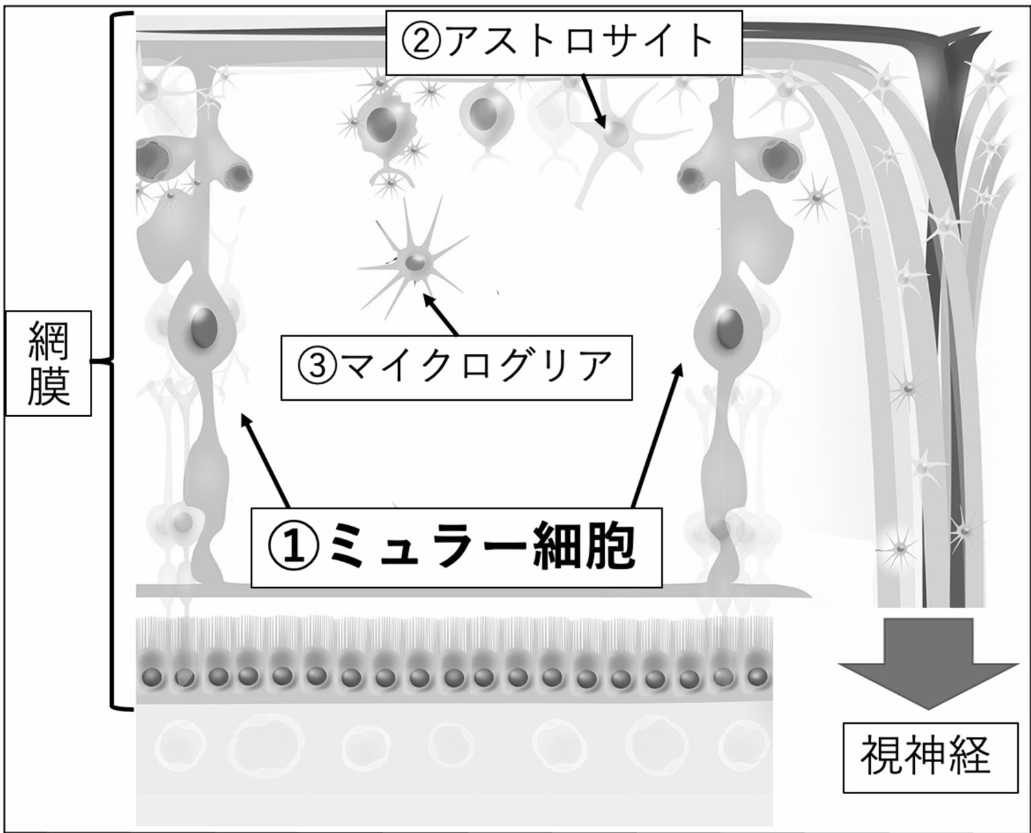 網膜細胞生物学(神経) | 北海道大学 大学院医学研究院 眼科学教室 網膜細胞生物学(神経) | 北海道大学 大学院医学研究院 眼科学教室