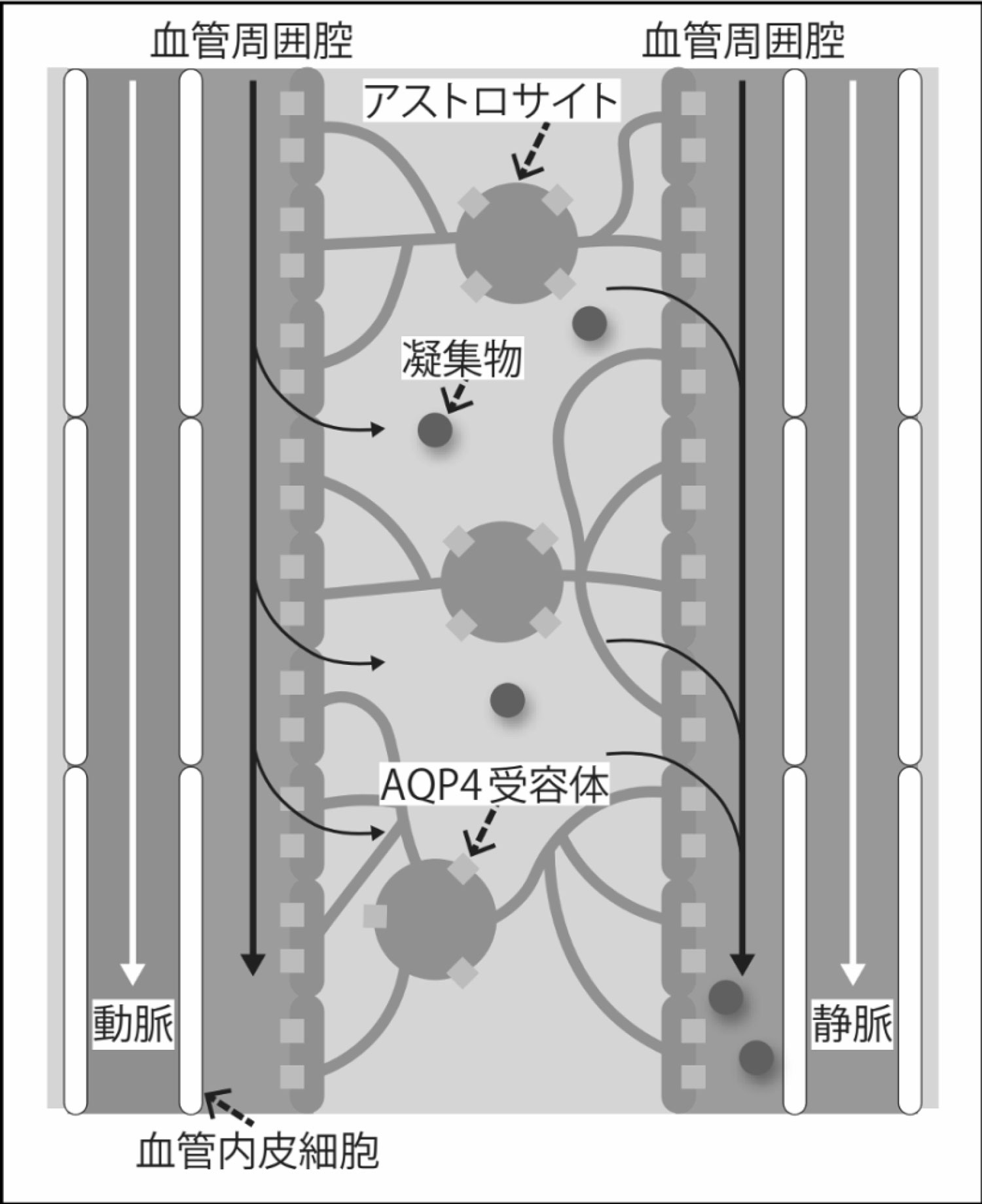網膜細胞生物学(神経) | 北海道大学 大学院医学研究院 眼科学教室 網膜細胞生物学(神経) | 北海道大学 大学院医学研究院 眼科学教室